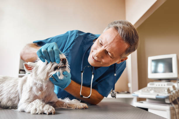 Best Mobile Emergency Dentist in Sitka, AK